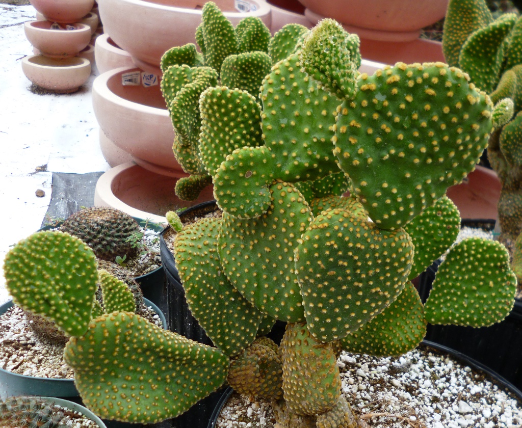 Opuntia microdasys var. Pallida Crestata The Cactus King